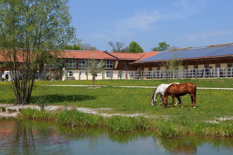Horse in front of Gut Mischenried