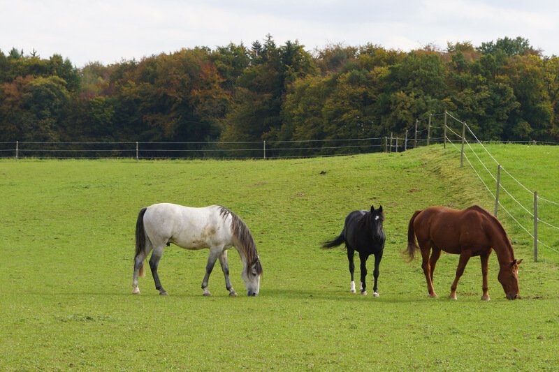 horses in the paddock at gut mischenried near munich