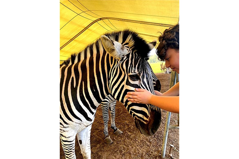 Krone Farm Zebra